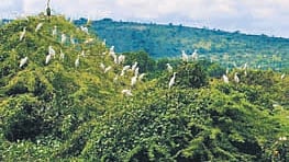 Native storks flock to Ravulapalle lake, creating scenic habitat