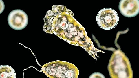 Once considered one of the world’s rarest diseases, the infection is now being reported in Kerala at an alarming rate of 2-3 new cases daily.