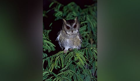 The rare Scops Owl sighted near the Daroji Bear Sanctuary area in Vijayanagara district recently