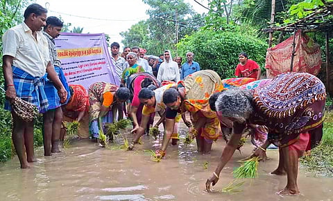 Residents of Kothandavalam village near Srimushnam and members of the Naam Tamilar Katchi at Perumathur near Bhuvanagiri staged protests by planting paddy saplings on damaged roads, demanding urgent repairs and proper drainage facilities.
