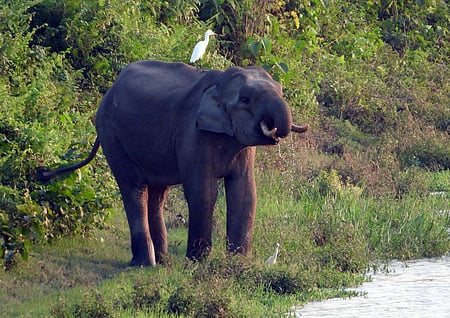 Sources said the two women were returning home from their vegetable field through Gereda forest when they came face-to-face with a tusker.