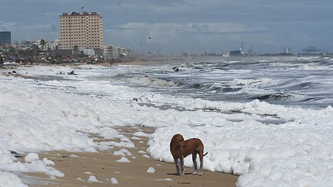 Dog playing on the Toxic sea foam formed by chemical pollutants after rainwater carrying waste discharged into the sea at Srinivasapuram beach, affecting the marine ecosystem on Wednesday. 
