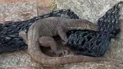 Wildlife experts condemned the killing, calling it a serious violation of the Wildlife Protection Act, which accords Schedule I status to monitor lizards.
