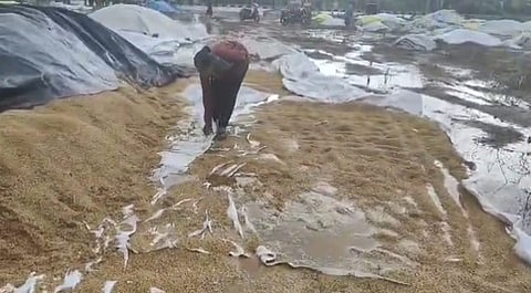 The heavy rain that poured drenched and damaged the paddy stock in Madurai.