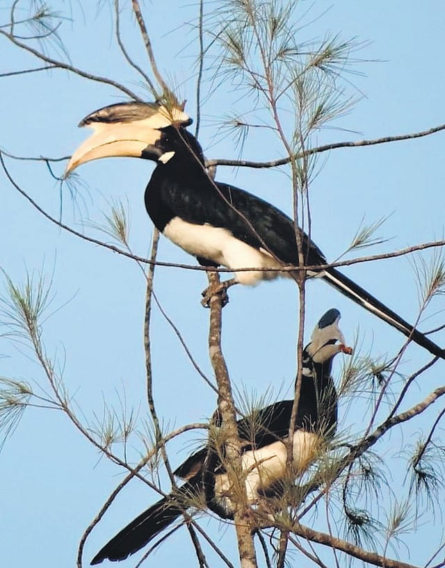 Malabar pied hornbill is endemic to the Western Ghats and protected under Schedule I of the Wildlife (Protection) Act.