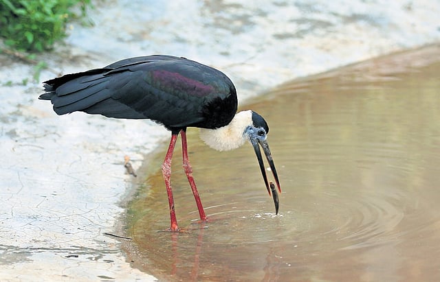 Woolly necked stork at Puthur Zoo