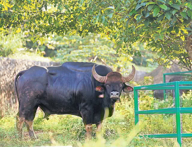 Indian Gaur shifted from old zoo to Puthur