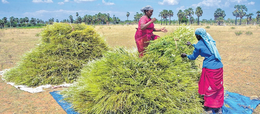 The New Indian Express - Business - News Image