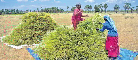 Paddy procurement has shot up in four years: TN govt