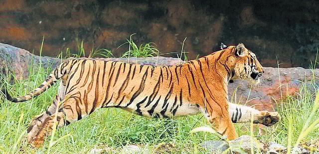 Hemu, the tiger on a day out at Puthur Zoo
