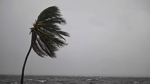 A coconut tree sways in the wind at the Kingston Waterfront on Ocean Boulevard in Kingston, Jamaica, as Jamaica starts to feel the effects of Hurricane Mellisa on October 26, 2025.