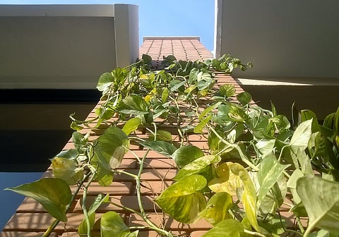 Creepers for homes: The secret to adding lush charm