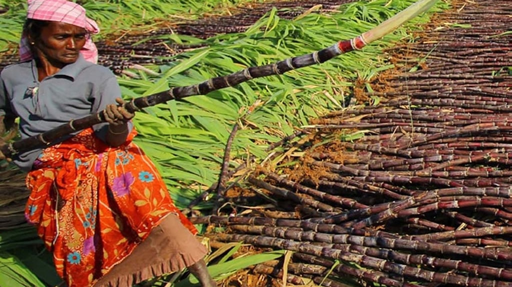 Cane Trashes Belgavi leads plan to turn cane trash into fertiliser