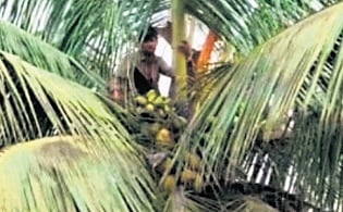 Man who climbed a coconut tree in Gadag after being mistaken for a thief.