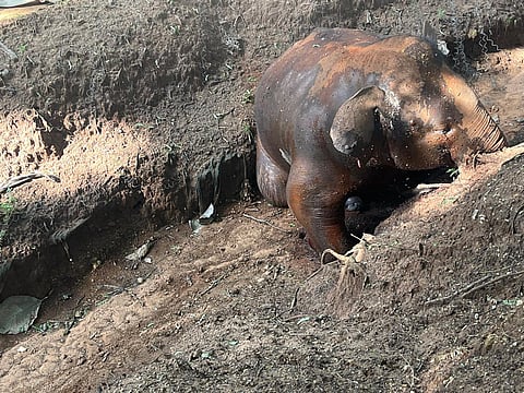 Initial findings suggest that the animal could have died when it fell on the unmaintained EPT.