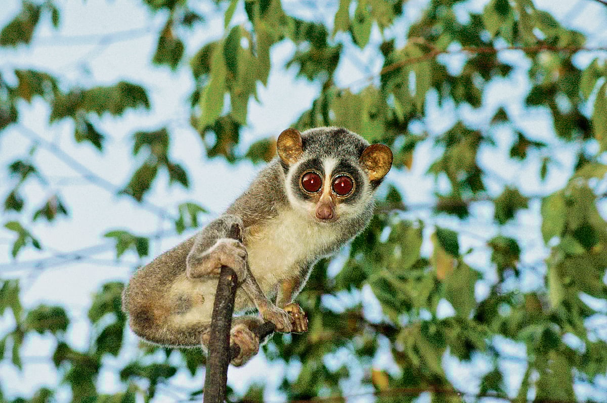 When the forest stares back