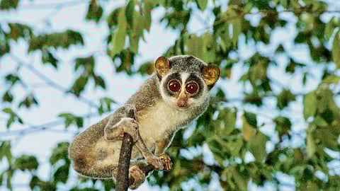 When the forest stares back