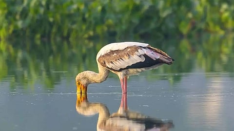 The study said the expansion of residential colonies, roads and industries had led to the steady loss of natural water systems.