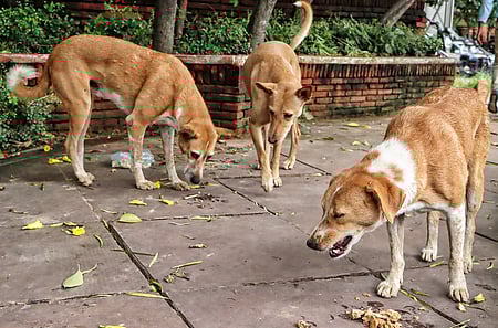Stray dogs are being fed on a roadside at KG Marg, in New Delhi