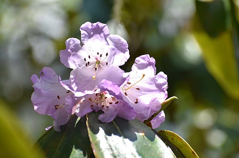The Valley of Flowers was closed for tourist movement from Friday.