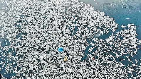 Dead fish found floating in 16-Gate canal of Mettur Dam on Wednesday 