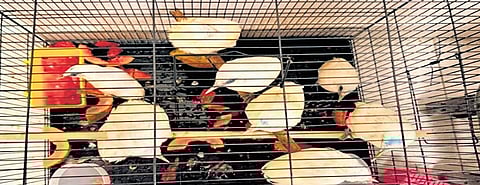 The seized birds were sent back to Malaysia, officials said.