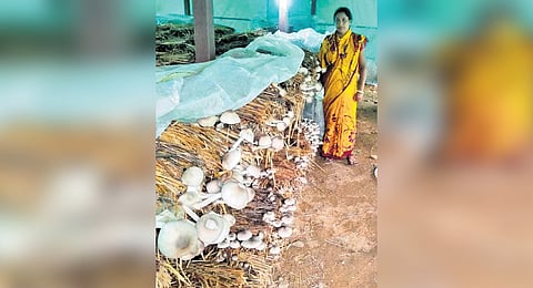 Mushrooms and vermicompost can drive a village towards prosperity.