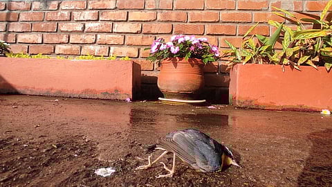 An Indian Blue Robin bird died after hitting a glass window at Coonoor.