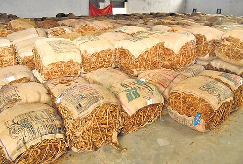 The Tobacco Board’s auction process has entered its final phase for the current season.