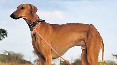 Surprisingly, the Kerala Police were the pioneers when it came to drafting indigenous canine breeds to the K9 squad and training them as sniffer
