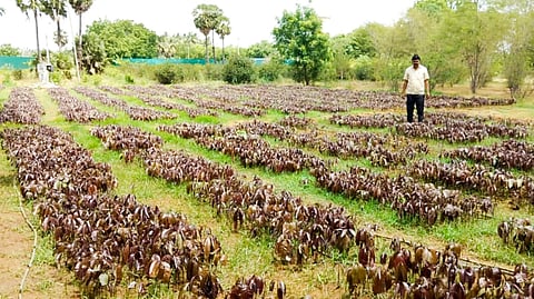 Image of horticulture farm used for representative purpose.