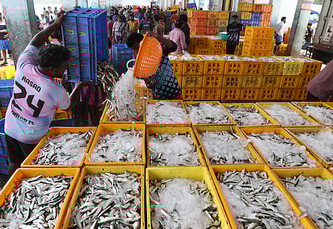Workers pack freshly caught sardines in ice at the Perumathura-Muthalapozhi Fishing Harbour in Thiruvananthapuram.