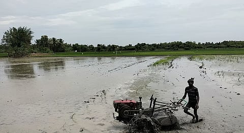 A farm worker preparing a field near Thanjavur for samba paddy cultivation 