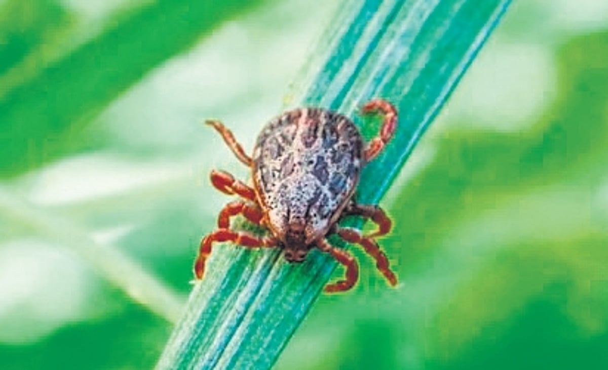 Typhus Insect Scrub typhus detected in expat, 1st known case from non-endemic area