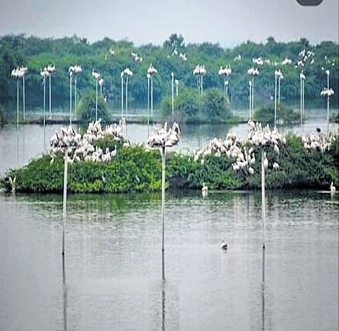 Kolleru Lake