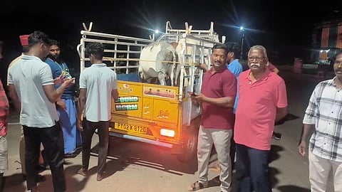 The action comes in the wake of vehicle users complaining of stray cattle disrupting traffic on major roads in the town and causing frequent accidents 