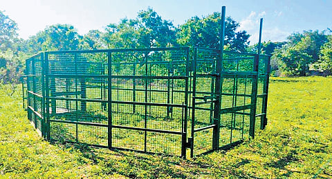 A special cage installed to capture boars straying in farmlands from forest 