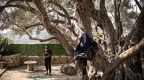Salah Abu Ali, 52, official guardian of Palestinians alleged oldest olive tree, between 3000 and 5000 years old, prays under it in Al-Walajah, occupied West Bank on November 4, 2025.
