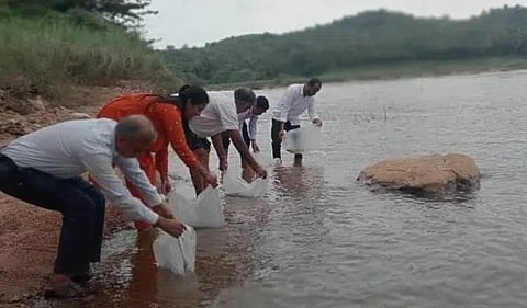 People release fishlings into the Kumaradhara river in Kadaba taluk of Dakshina Kannada district.