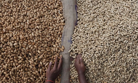 08/11/2025/Karnataka/Bangalore/A vendor separates hybrid groundnuts (left) from the Naati (country) groundnuts in 
Malleswaram at the Kadalekai Parish