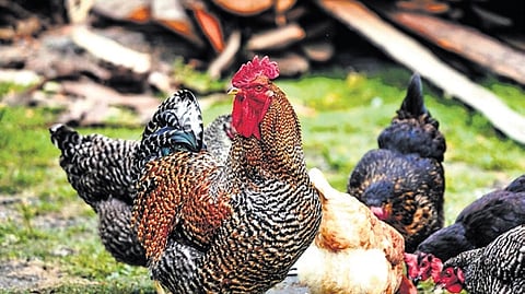 Hundreds of country hens, mysteriously released along the Elkathurthy–Siddipet highway, sent villagers, farmers and motorists chasing after the birds through the fields.