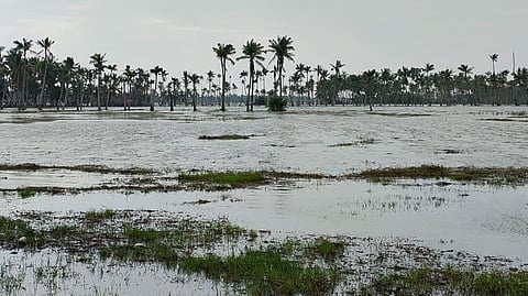 With the impact of cyclone Montha, sea water enters the fish ponds and fields in Antervedi.