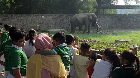 Visitors look at Elephant in its enclosure at the National Zoological Park (NZP), in New Delhi on Saturday. The zoo reopened on Saturday after more than two months of shutdown as a precautionary measure after the detection of avian influenza in its waterbird aviary and death of several birds.