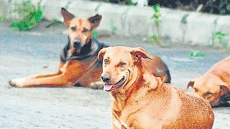 The dog that is suspected to have killed Dayananda has been captured and and sent to an animal care centre at Shaktinagar. 