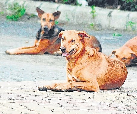 Mylos Rescue, a Bengaluru-based animal welfare organisation, has launched an extended vaccination drive for stray dogs across the city, with the programme scheduled to run until March 31, 2026.