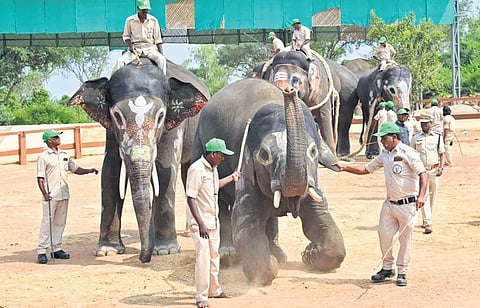 Kumki elephants perform feats at the newly inaugurated training camp at  Musalimadugu in Palamaner mandal of Chittoor district on Sunday.