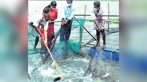 Currently, aquaculture activities are most prominent in districts such as Alappuzha, Kollam and Kottayam. 