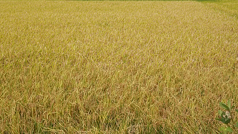 Madurai, Ramanathapuram farmers seek extension of crop insurance deadline amid surge in enrolment