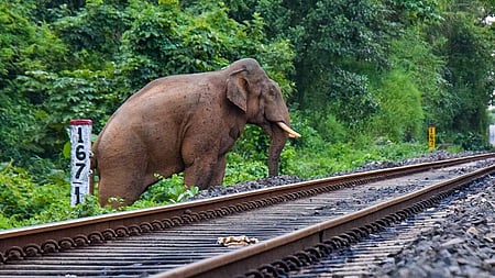 This is the third time in the last 10 days that the Chakradharpur Railway Division had to cancel trains due to elephant movement.