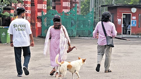 A stray dog on the museum premises on Tuesday evening.